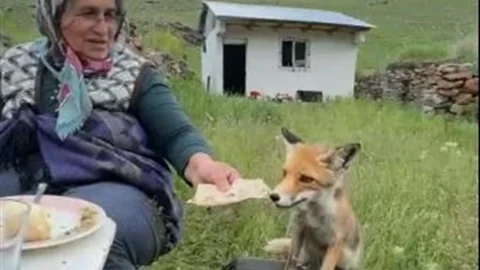 Ardahan'da Tilkiyle İlginç Anlar