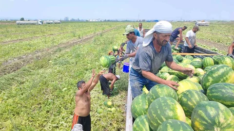 Adana'da Karpuz İşçileri Zorlu Şartlarda Çalışıyor