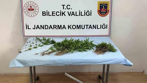 Bilecik'te Kenevir Ekimi Yakalandı