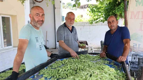 Aydın'da Bamya Hasadı Başladı