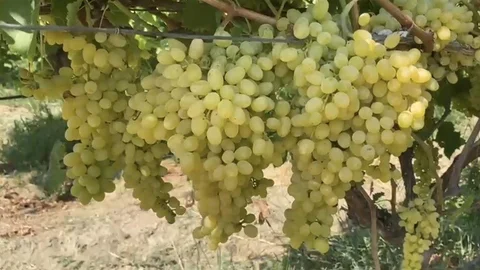 Alaşehir'de Çiftçilere Uyarı Zamanı