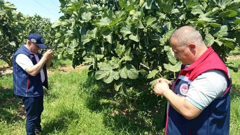 Kuyucak'ta İncir Üreticilerine Uyarı Yapıldı