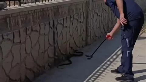 Adıyaman'da Hastane Yanında Yılan Paniği