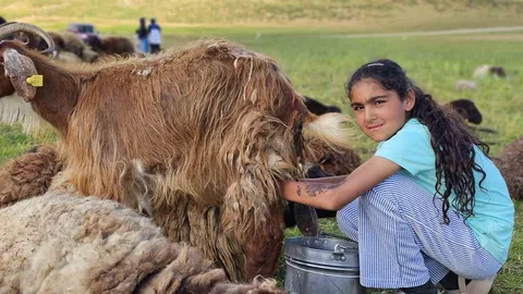 Muş'ta Yayla Mesaisi Başladı