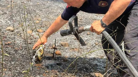 Çorum'da Kaplumbağa Kurtarıldı