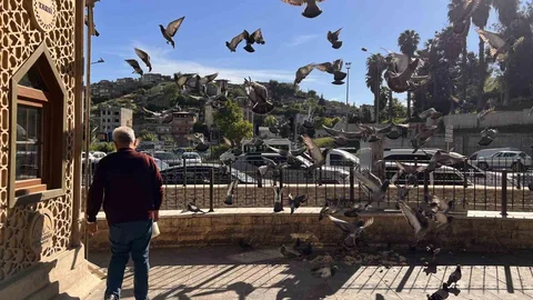 Kahramanmaraş'ta Taksicilerin Güvercin Dayanışması