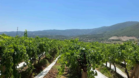 Sarıgöl Ovası Beyaza Büründü
