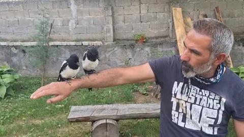Erzincan'da Yavru Kuşların Kurtarılması