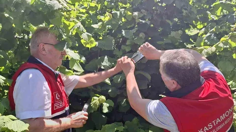 Kastamonu'da Samuray Arısı Salındı