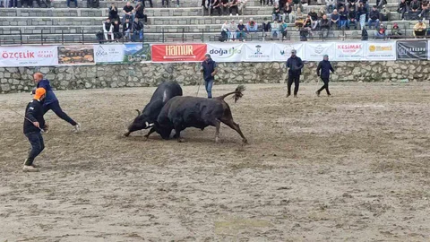 Ayder'de Boğa Güreşleri Başladı