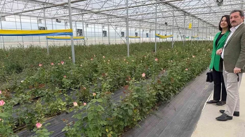 Bafra'da Sera Yatırımları Artıyor