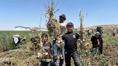 Ankara'da İlk Kez Sarımsak Hasadı Yapıldı