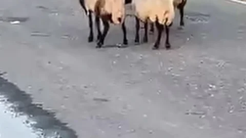 Siirt'te 32 Küçükbaş Hayvan Telef Oldu