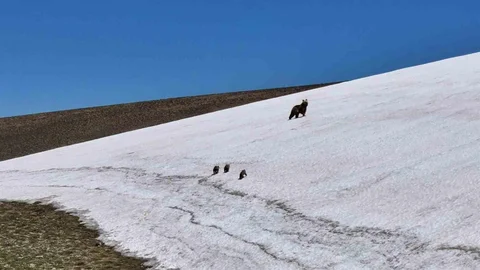 Sivas'ta Anne Ayı ve Yavruları Görüntülendi