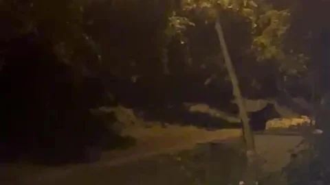 Düzce'de Gece Ayı Panik Yarattı