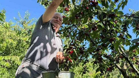 Yalova'da Kiraz Hasadı Başladı