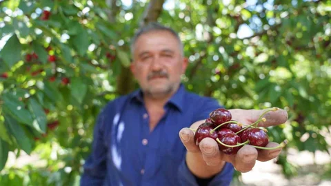 Tokat Kirazında Hasat Dönemi Başladı
