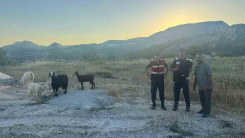 Bilecik'te Kayıp Küçükbaş Hayvanlar Bulundu