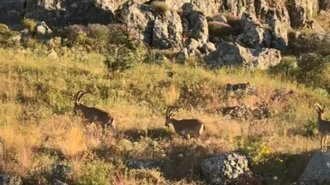 Elazığ'da Tarihi Harput'ta Dağ Keçileri Görüldü