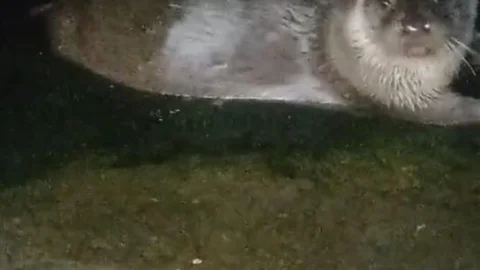 Giresun'da Su Samurları İlgi Odağı Oldu