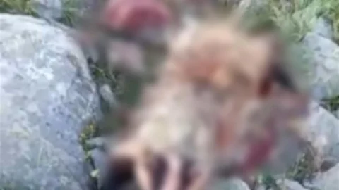 Erzincan'da Porsuk Hayatını Kaybetti