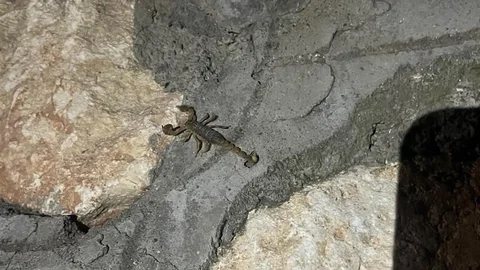 Adıyaman'da Akrep Görüntüleri Artıyor