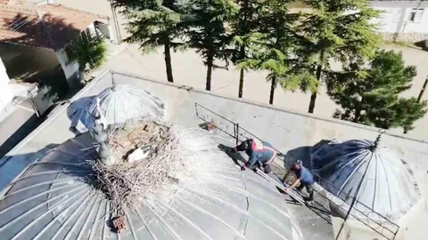 Çorum'da Yavru Leylek Kurtarıldı