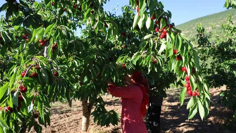 Adana Saimbeyli'de Dalbastı Kirazı Hasadı Başladı