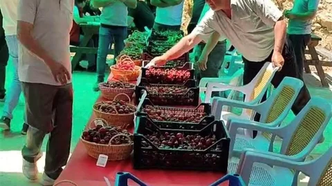Hisarcık'ta Kiraz Festivali Coşkusu