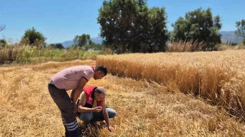 Havran'da Hububat Hasat Kontrolleri Devam Ediyor