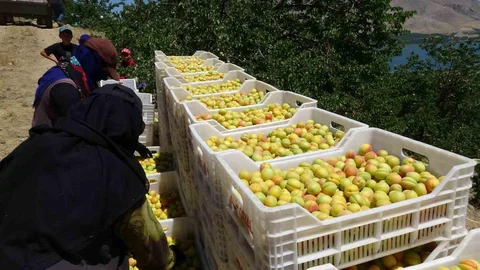 Malatya'da Kayısı Hasadı Başladı