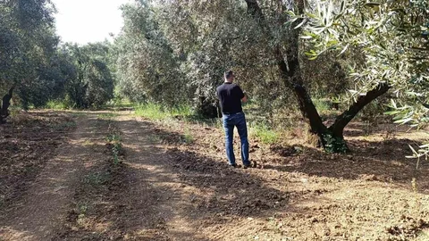 Balıkesir'de Zeytin Sineği Mücadelesi Devam Ediyor