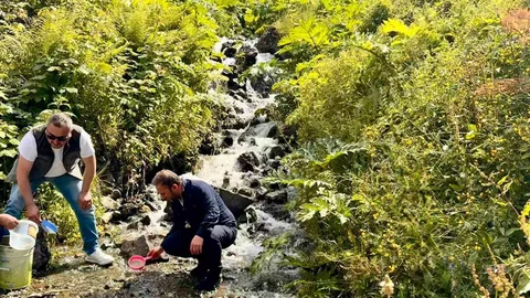 Uzungöl'de Alabalık Bırakıldı