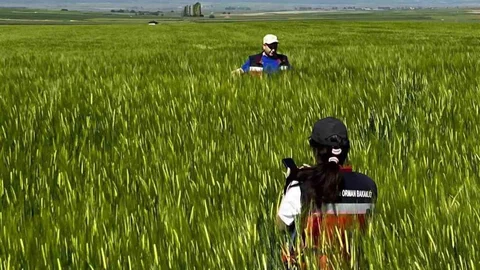 Kütahya'da Sertifikalı Tohumluk Kontrolleri Tamamlandı