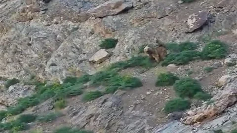 Hakkari'de Ayı ve Yavrusu Görüntülendi