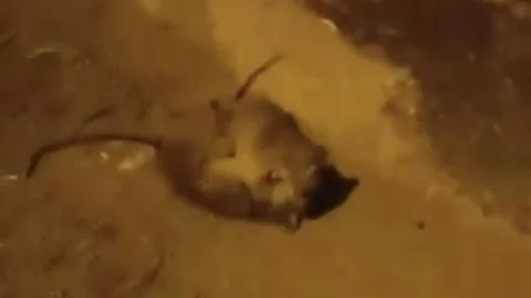 Batman'da Fare Kapışması Görüntülendi