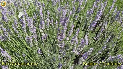Buldan'da Bal Ormanı Projesi
