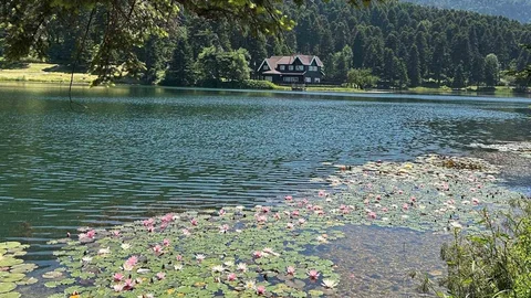 Bolu'da Nilüfer Çiçeği Cezası 699 Bin Lira