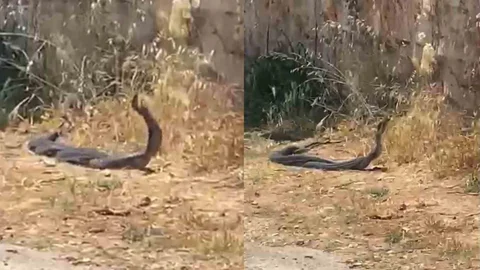 Mersin'de Yılanların Dansı
