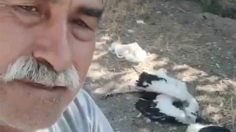 Çankırı'da Leyleklerin Ölümü Üzüntü Yarattı