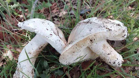 Yozgat'ta Çayır Mantarları Sezonu Başladı