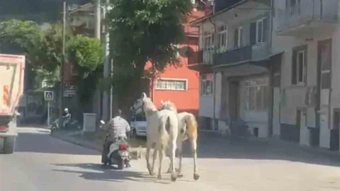 Kütahya'da Motosiklete Bağlı İki At Görüntülendi