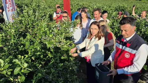 Bartın'da Yüksek Yaban Mersini Rekoltesi