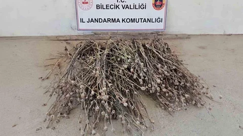 Bilecik’te İzinsiz Haşhaş Ele Geçirildi