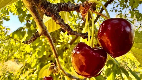 Afyonkarahisar'da Kiraz Alım Fiyatları Belirlendi