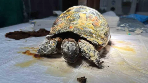 Bilecik'te Yaralı Kaplumbağa Tedavi Ediliyor