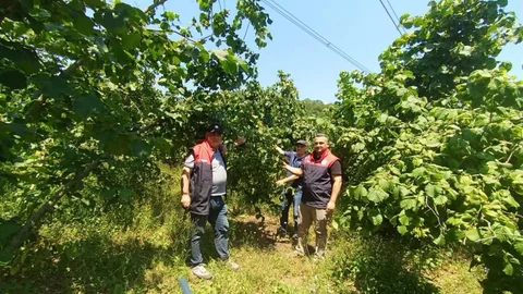 Düzce'de Fındık Rekolte Çalışmaları Başladı