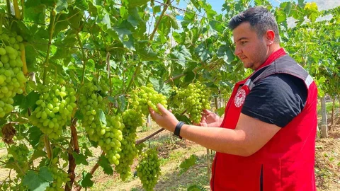 Sarıgöl'de Üzüm Hasat Dönemi Yaklaşıyor