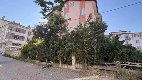 Kastamonu'da Ağaçtan Düşen Emekli Öğretmen Yaralandı