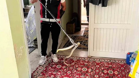 Bartın'da Yılan Paniği Yaşandı